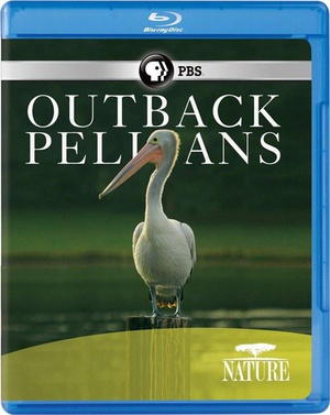 ڵ Nature: Outback Pelicans