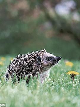 The British Garden: Life and Death on Your Lawn