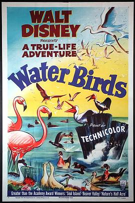 ˮ Water Birds