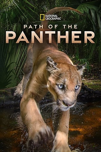 Path Of The Panther